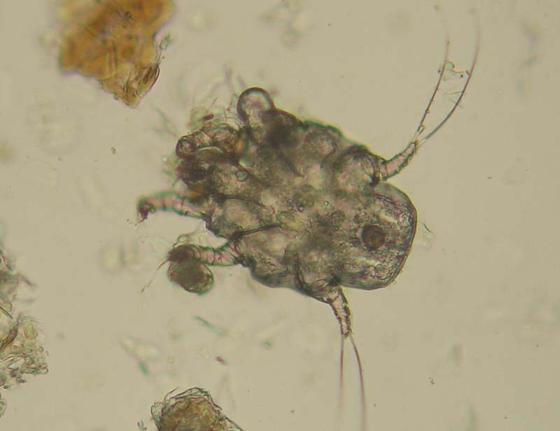 Otodectes cyanotis. Wikimedia Commons